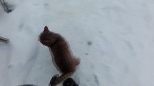 ГУСИ, УТКИ, КУРЫ ЗИМОЙ