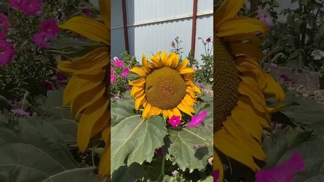 ?Подсолнухи..?sunflowers