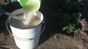 ОБРАБОТКА ЗЕМЛЯНИКИ ОДНОВРЕМЕННО ПРОТИВ ВРЕДИТЕЛЕЙ И БОЛЕЗНЕЙ