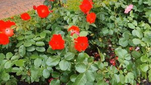 Пятна на листьях роз.