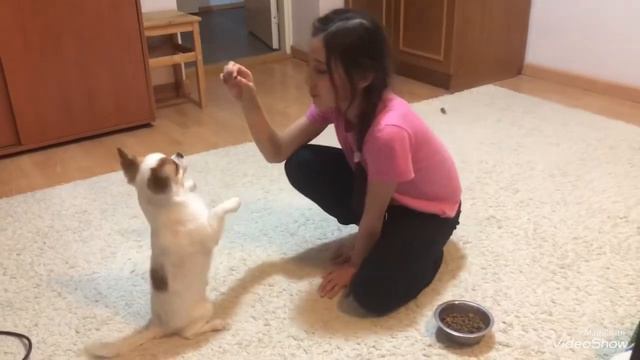 Вечерние игры, Чарли наш любимый пёсочка!!!