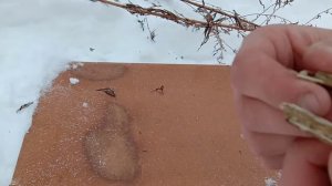 Как найти личинки репейника, для зимней ловле рыбы!