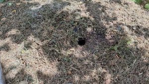 2 принципа ПОВЫШЕНИЯ УРОЖАЙНОСТИ плодовых деревьев. Как получить хороший урожай с яблони, сливы