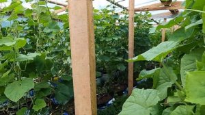 Огурец корнишон СВ 4097 и  Мадрилене