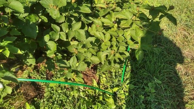 ежевика Бжезина, второй год вегетации, пробуем на вкус смотреть онлайн