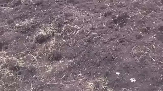 Почвенная фреза Breviglieri с трактором МТЗ-82. смотреть онлайн