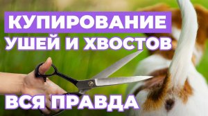 ВСЯ ПРАВДА о купировании хвостов и ушей❗️ Жестокость или Необходимость❓