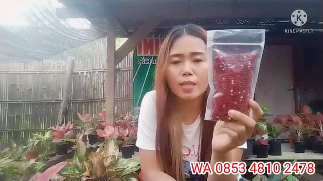 OBRAL AGLONEMA SUPER MURAH MERIAH DI KEBUN SENDIRI.. HANYA 10RBAN.,. COCOk UNTUK PEMULA.,.!!! смотреть онлайн