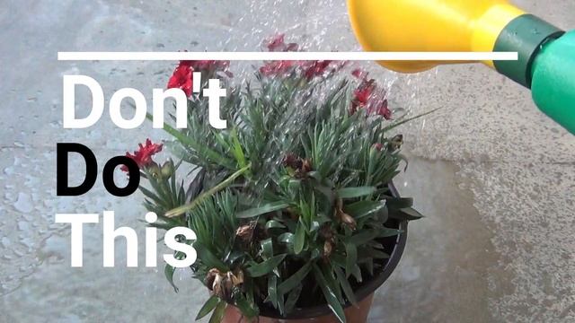How to Grow Dianthus Plant in Pots - Care Tips & Complete Guide смотреть онлайн