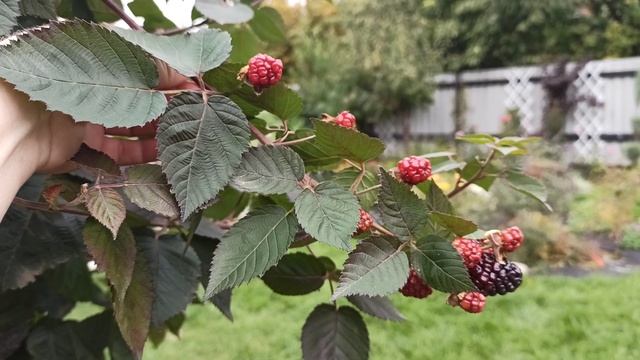 Ежевика Блек Джем ремонтантное плодоношение.