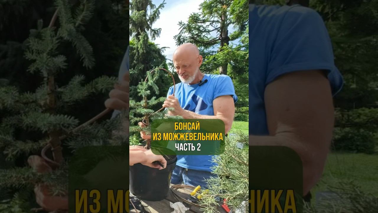 Бонсай из можжевельника. Часть 2