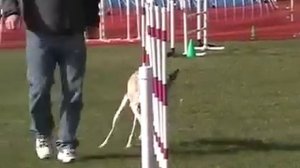 Wyatt NADAC Elite Standard Run - Whippet Agility