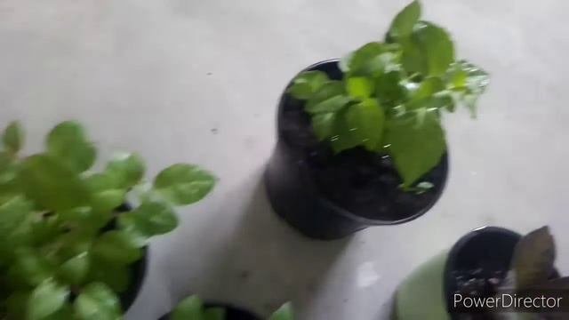 #комнатныерастения
Какое комнатное растение выбрать на выпускной в д/с???