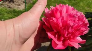 Пион Лорелей (LORELEI)???