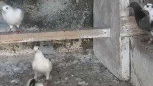 Бакинские голуби Эльчина в Баку!
