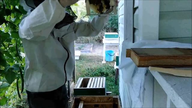 переселение маленького ройка пчёл из ловушки в альпийский улей смотреть онлайн