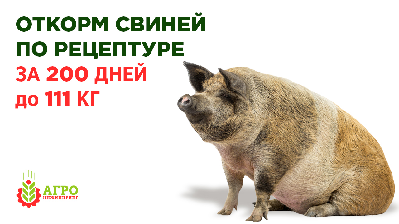 Как откормить свинью до 111 килограмм за 200 дней.