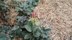 Ежевика Блэк Джем ремонтантная. 29 октября. Живём на Кубани ???