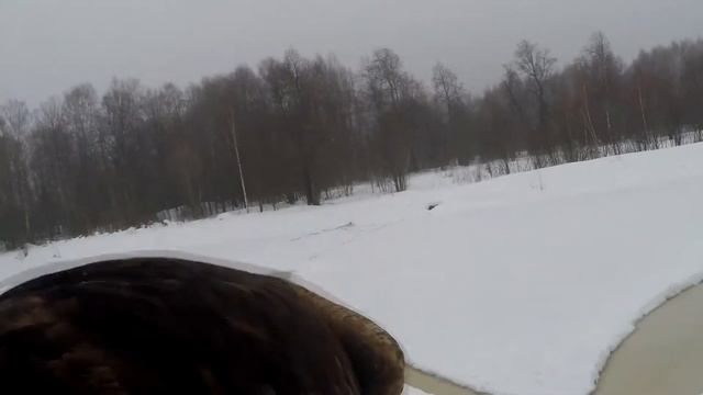 Беркут Вольта.Golden eagle Volta. Тренировка.Training. смотреть онлайн