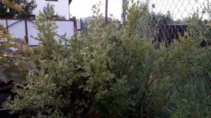 САДОВАЯ ГОЛУБИКА на нашем участке. Санкт-петербург