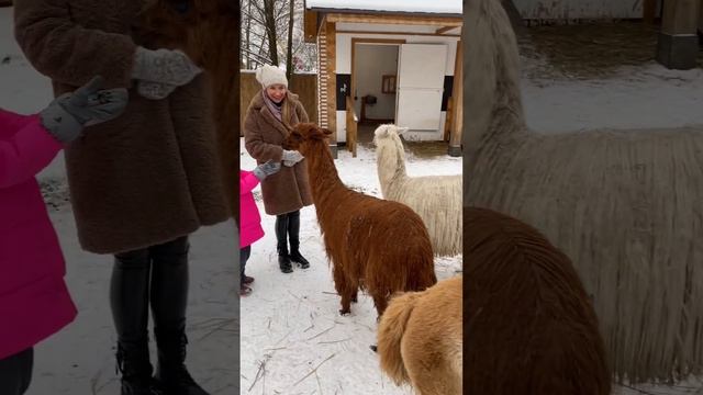 Альпака парк