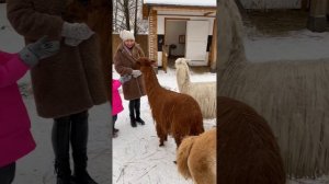 Альпака парк