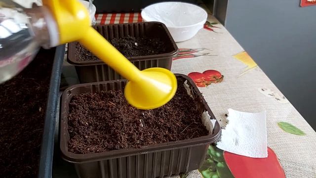 Как посадить семена на рассаду? Готовимся к дачному сезону. смотреть онлайн