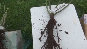 РАСПАКОВКА КРУПНОЦВЕТКОВЫХ РОЗ из питомника Элит,осень 2021Г.