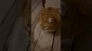 кот кашляет