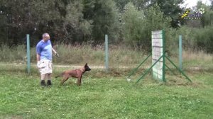 Дрессировка, собака для охраны, занятия с щенком