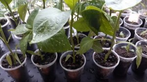 Паутинный клещ на рассаде перцев. Срочные меры! Фитоверм.