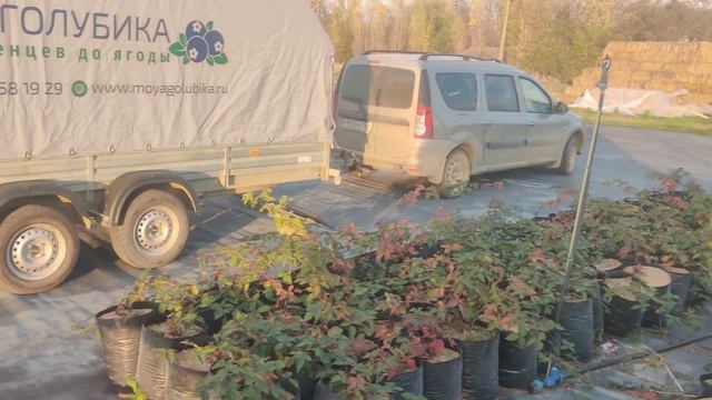 Доставка саженцев голубики по Краснодарскому краю. смотреть онлайн