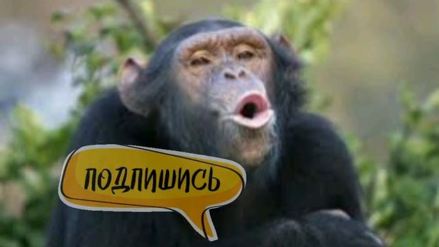 Шимпанзе интересные факты. Урок окружающего мира?✅