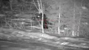 PARD NV008S-LRF and wild boar.