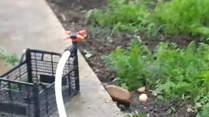 Разбрызгиватель 4 х лепестковый жук