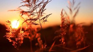 утро, поле, трава