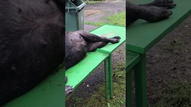 Препарирование собаки/ снимаем шкуру.