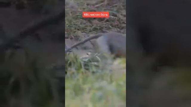 крокодил поймал обезьяну смотреть онлайн