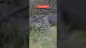 крокодил поймал обезьяну