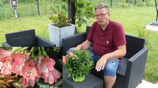 Alstrœmere, Lys des Incas . смотреть онлайн