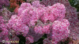 ТОП 5 КРАСИВЕЙШИХ ЦВЕТОВ для вашего сада #цветы #цветыдлясада