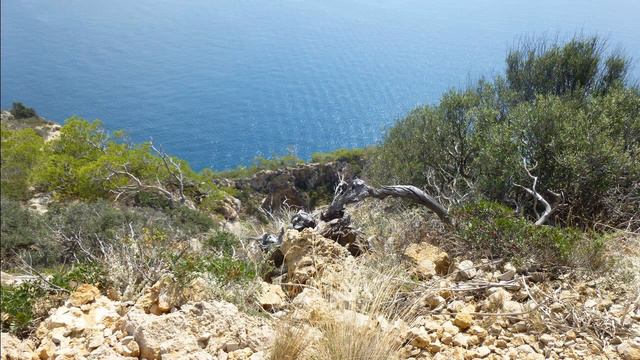 Hotel Don Bigote in Palmanova (Mallorca - Spanien) Bewertung und Erfahrungen смотреть онлайн