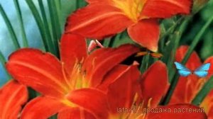 Лилейник гибридный Сэмми Рассел (hemerocallis) ? обзор: как сажать, рассада лилейника Сэмми Рассел