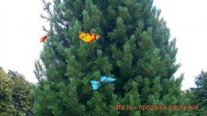 Сосна кедровая Европейская (pinus cembra) ? Европейская обзор: как сажать, саженцы сосны Европейска