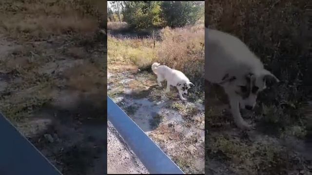 Волгоград. Самофаловка. Найден пёс. На трассе. Сидел неделю в ожидании помощи.