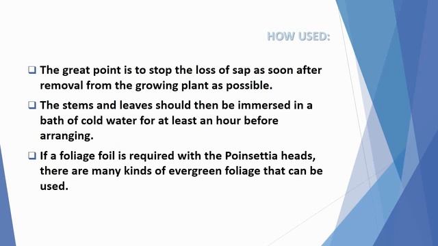 Poinsettia (Poinsettia pulcherrima/ Euphorbia pulcherrima) смотреть онлайн