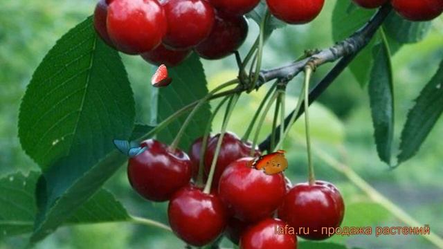 Вишня обыкновенная Октава-Надежда-Ивановна ? обзор: как сажать, крупномеры вишни смотреть онлайн