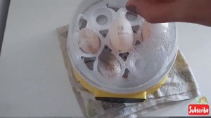 Проверяем яйца СУХОПУТНЫХ ЧЕРЕПАХ