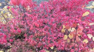 Красивый красный куст БЕРЕСКЛЕТА