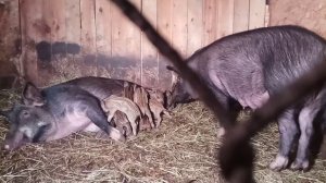 Полосатые детишки